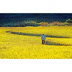 아버지의 등
